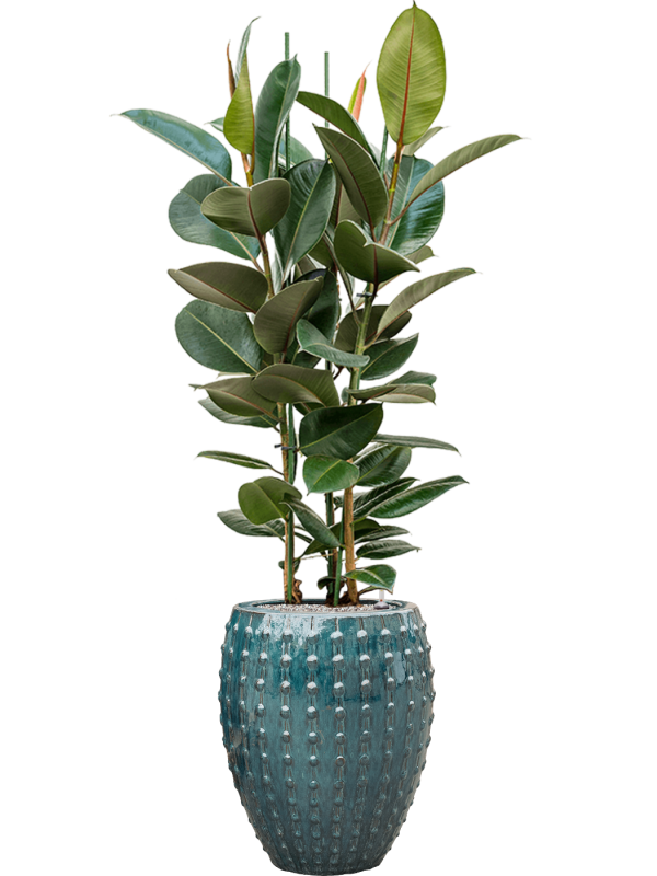 Ficus elastica 'Robusta' en Laos, Private label