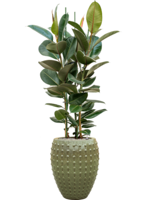 Ficus elastica 'Robusta' en Laos