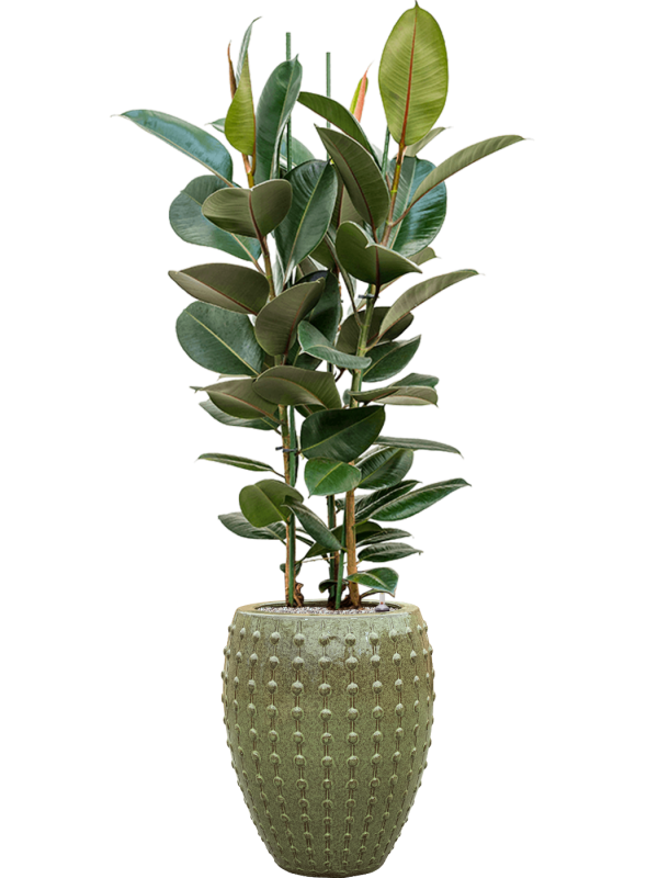 Ficus elastica 'Robusta' en Laos, Private label