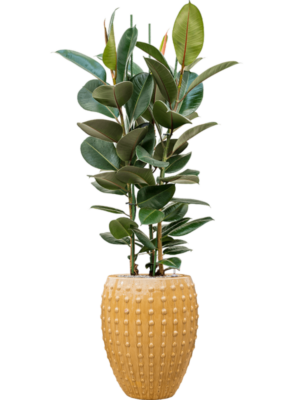 Ficus elastica 'Robusta' en Laos
