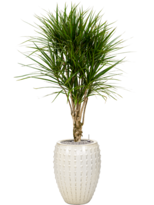 Dracaena marginata en Laos