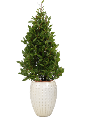 Laurus nobilis en Laos