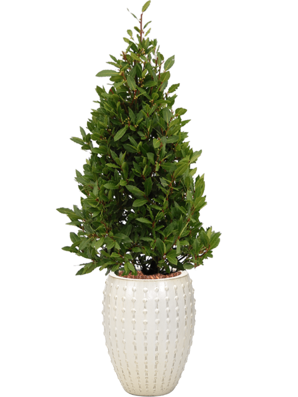 Laurus nobilis en Laos, Private label