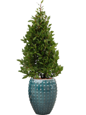 Laurus nobilis en Laos