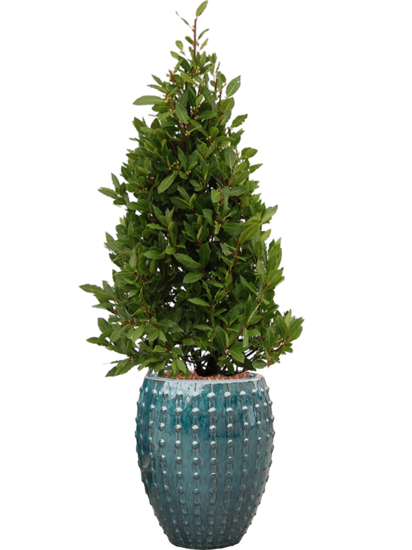 Laurus nobilis en Laos, Private label