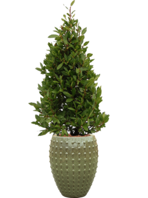 Laurus nobilis en Laos
