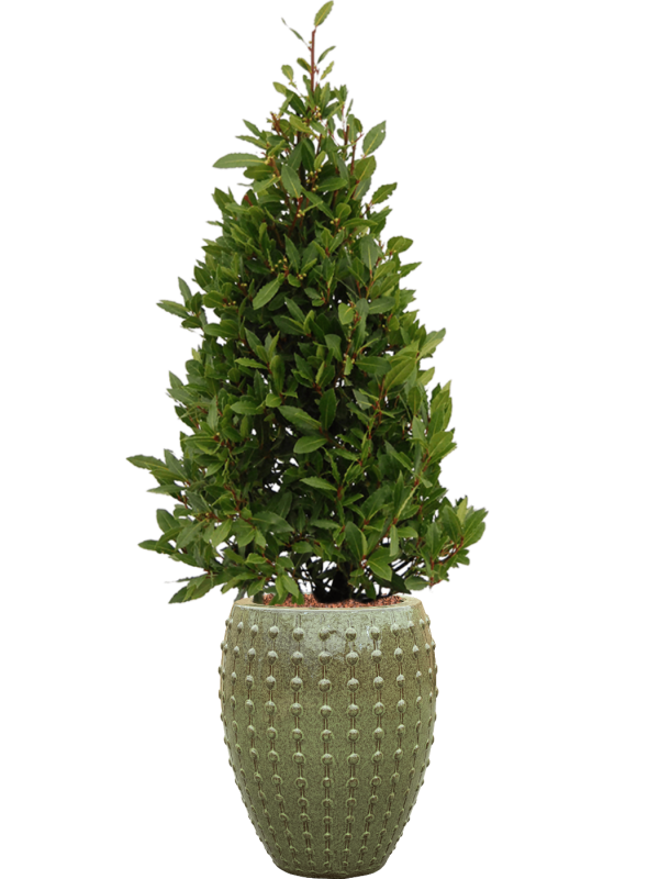 Laurus nobilis en Laos, Private label