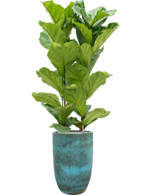 Ficus lyrata en Pure