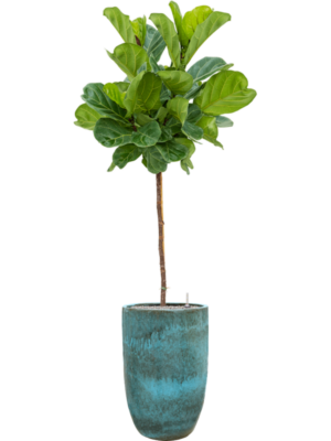 Ficus lyrata en Pure