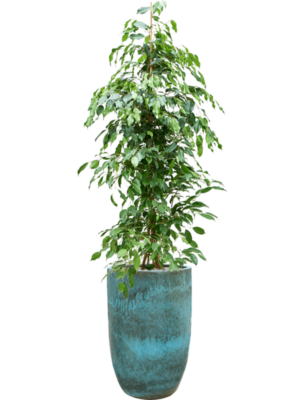 Ficus benjamina 'Exotica' en Pure