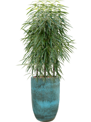 Ficus binnendijkii 'Alii' en Pure