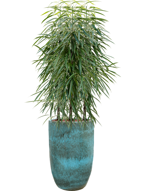 Ficus binnendijkii 'Alii' en Pure, Ter Steege