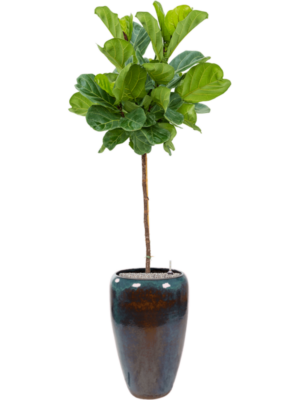 Ficus lyrata en Mystic