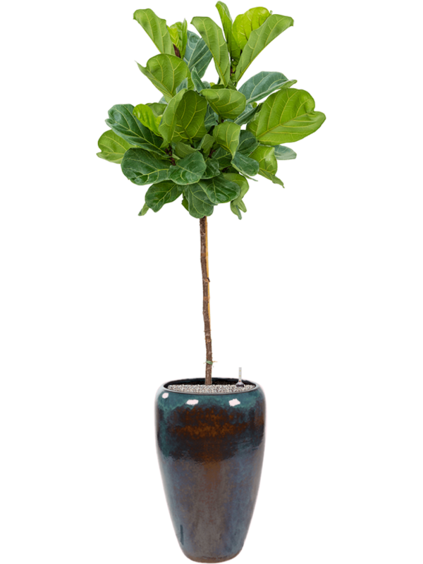 Ficus lyrata en Mystic, Ter Steege