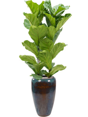 Ficus lyrata en Mystic