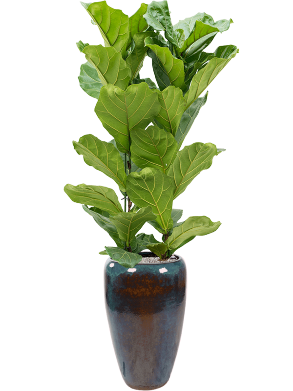 Ficus lyrata en Mystic, Ter Steege