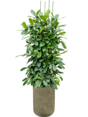 Ficus cyathistipula en Baq Vertical Rib