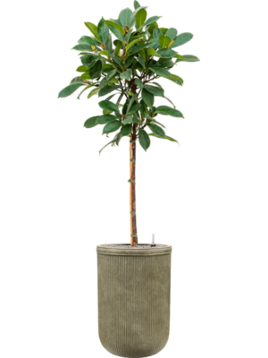 Ficus cyathistipula en Baq Vertical Rib