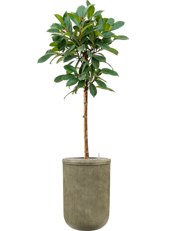 Ficus cyathistipula en Baq Vertical Rib