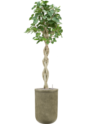 Ficus benghalensis 'Audrey' en Baq Vertical Rib