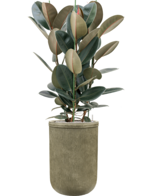 Ficus elastica 'Abidjan' en Baq Vertical Rib