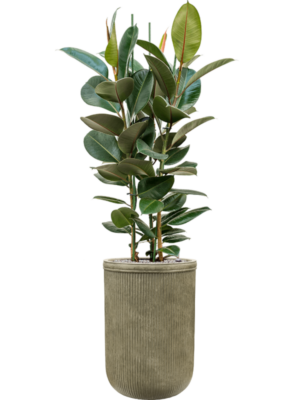 Ficus elastica 'Robusta' en Baq Vertical Rib