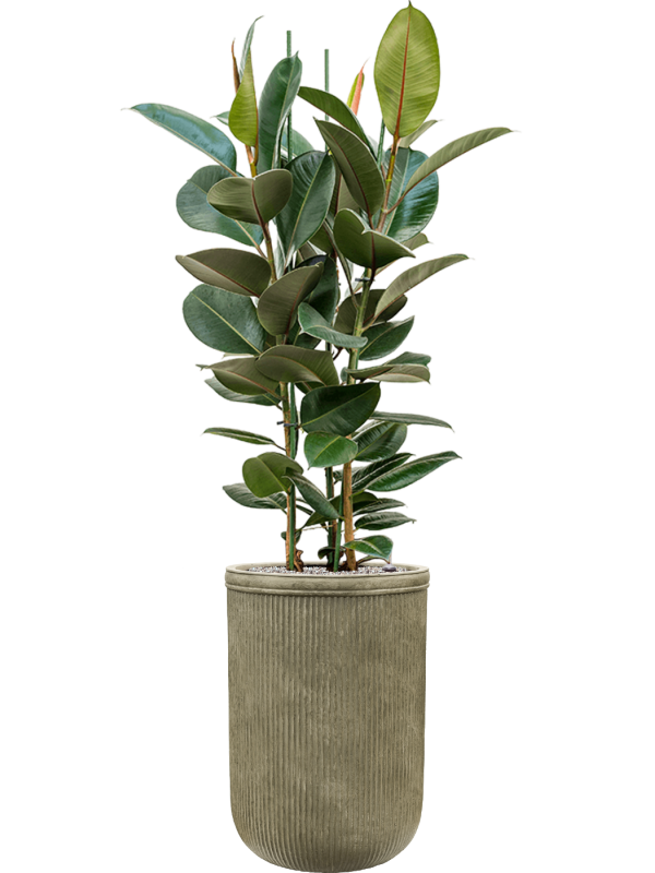 Ficus elastica 'Robusta' en Baq Vertical Rib