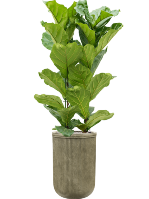 Ficus lyrata en Baq Vertical Rib