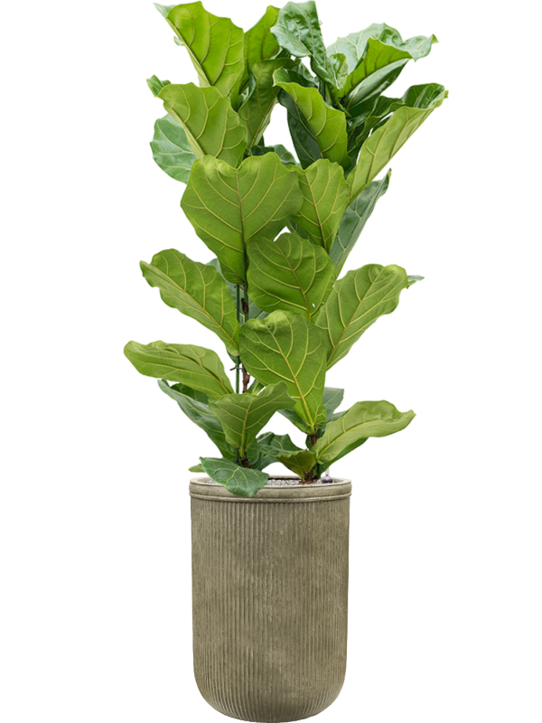 Ficus lyrata en Baq Vertical Rib