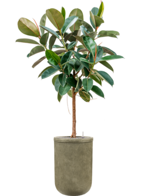 Ficus elastica 'Robusta' en Baq Vertical Rib