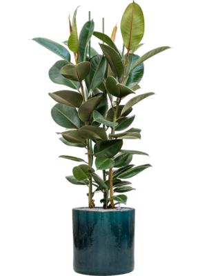 Ficus elastica 'Robusta' en Cylinder
