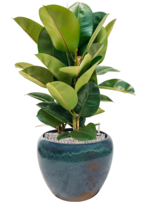Ficus elastica 'Robusta' en Mystic