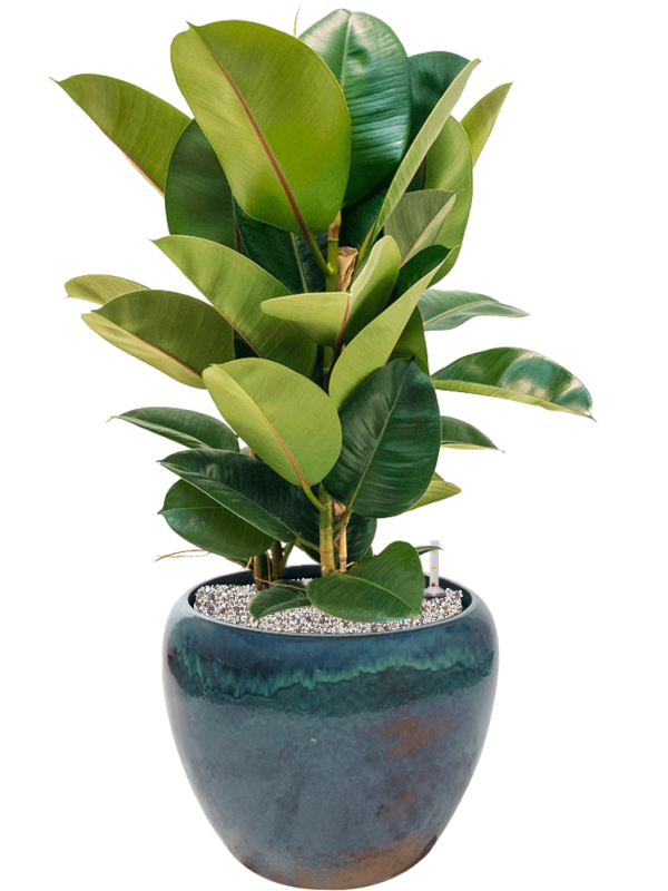 Ficus elastica 'Robusta' en Mystic, Ter Steege