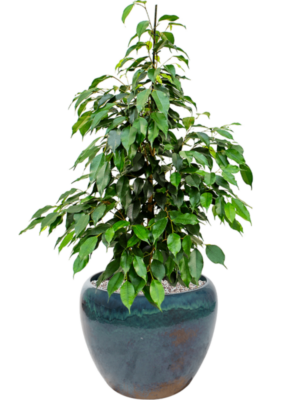 Ficus benjamina 'Danielle' en Mystic