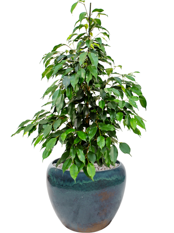 Ficus benjamina 'Danielle' en Mystic, Ter Steege