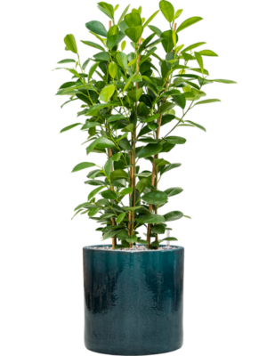 Ficus microcarpa 'Moclame' en Cylinder