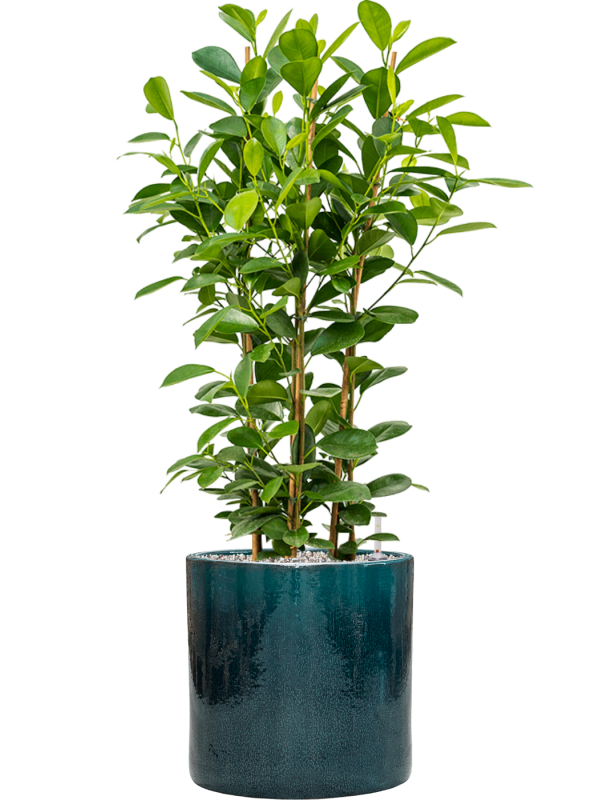 Ficus microcarpa 'Moclame' en Cylinder, Ter Steege