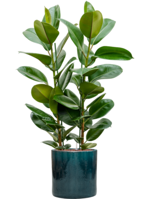 Ficus elastica 'Robusta' en Cylinder