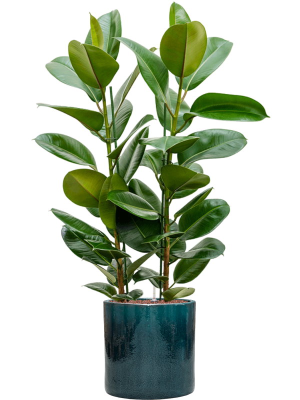 Ficus elastica 'Robusta' en Cylinder, Ter Steege