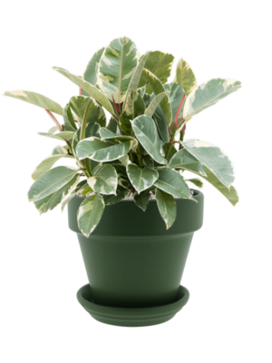 Ficus elastica 'Tineke' en Urbann