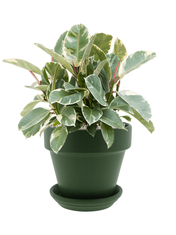 Ficus elastica 'Tineke' en Urbann, Gina Da