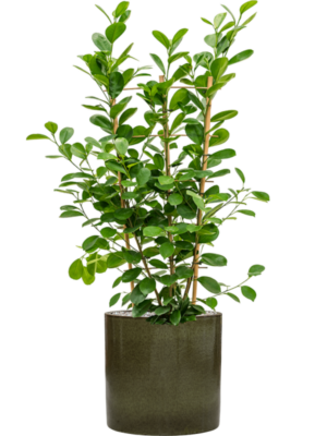 Ficus microcarpa 'Moclame' en Cylinder