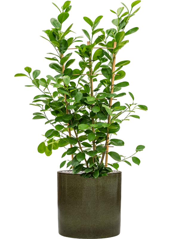 Ficus microcarpa 'Moclame' en Cylinder, Ter Steege
