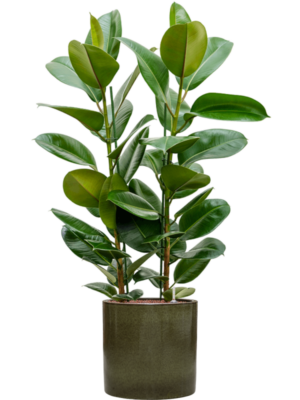 Ficus elastica 'Robusta' en Cylinder