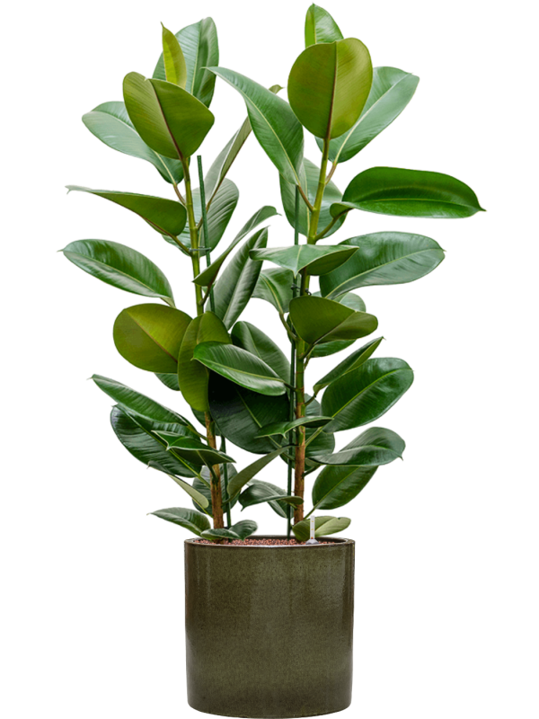 Ficus elastica 'Robusta' en Cylinder, Ter Steege