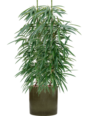 Ficus binnendijkii 'Alii' en Cylinder