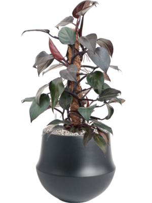 Philodendron 'New Red' en Fusion
