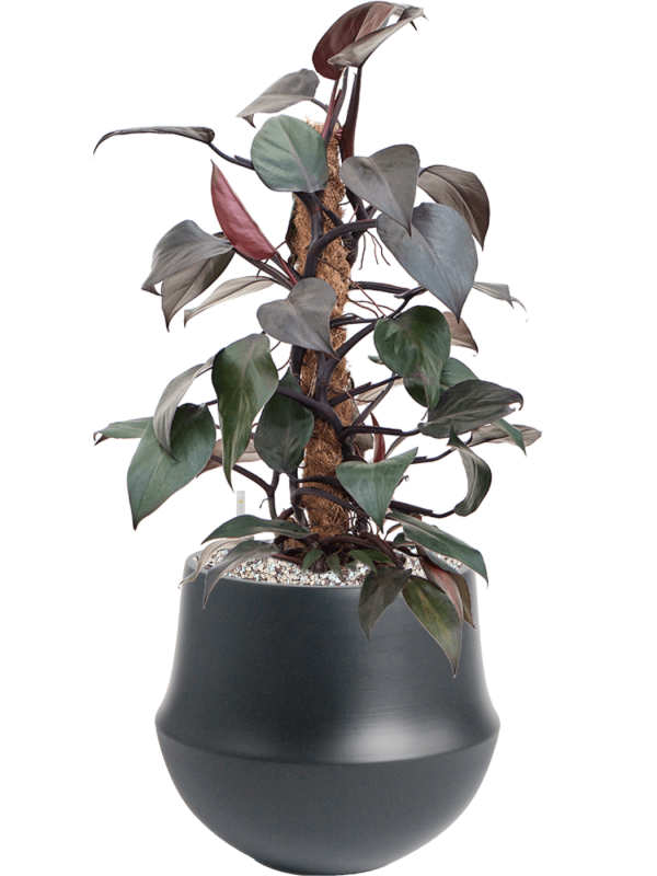 Philodendron 'New Red' en Fusion, D&M