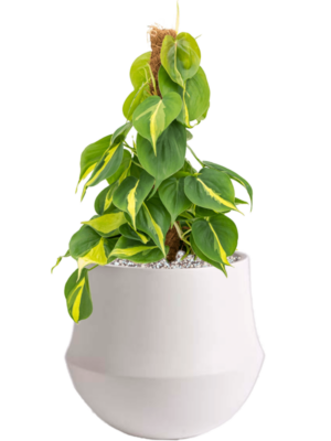 Philodendron scandens 'Brasil' en Fusion