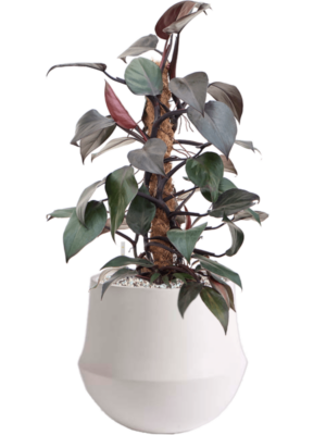Philodendron 'New Red' en Fusion